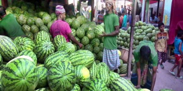 তরমুজের বাম্পার ফলন, কৃষকের মুখে হাসি